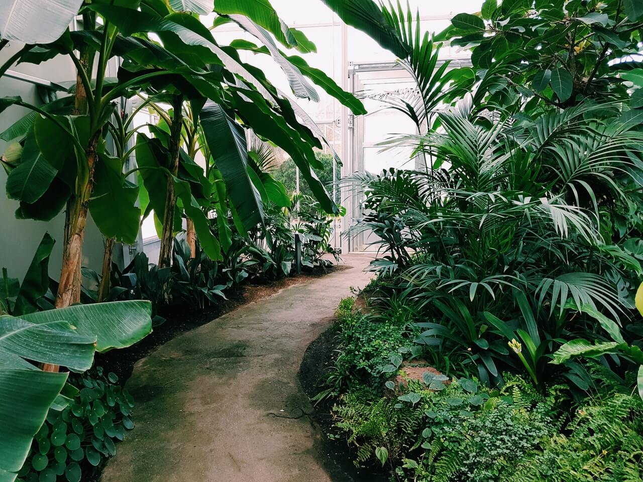Hotelería Photography Of Pathway Surrounded By Plants 1