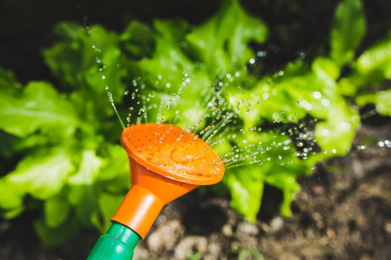 Hotelería watering plants with a watering can